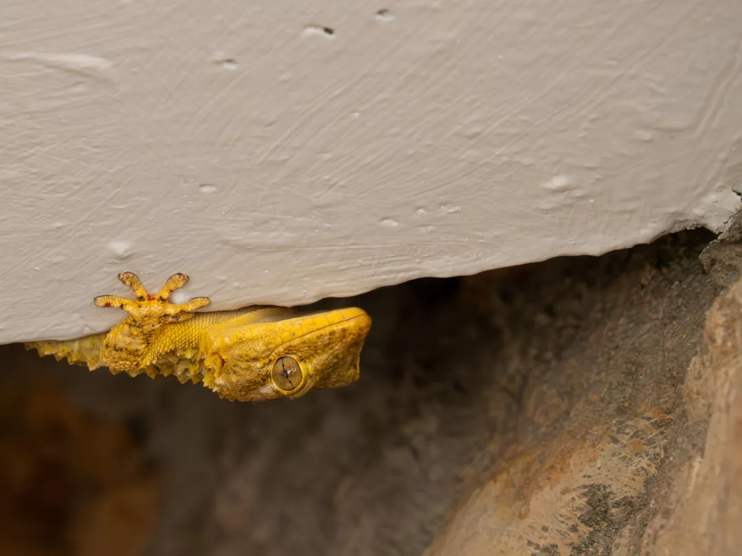 A yellow gecko clings to the underside of a white painted ledge above a rocky surface, with its head and one foot visible—a unique sight that adds character to any real estate setting.